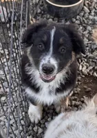 Patch, a male Australian Shepherd for sale in Chino, CA – 1 of 7