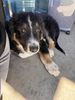 Patch, a male Australian Shepherd for sale in Chino, CA – 4 of 7