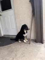 Patch, a male Australian Shepherd for sale in Chino, CA – 5 of 7
