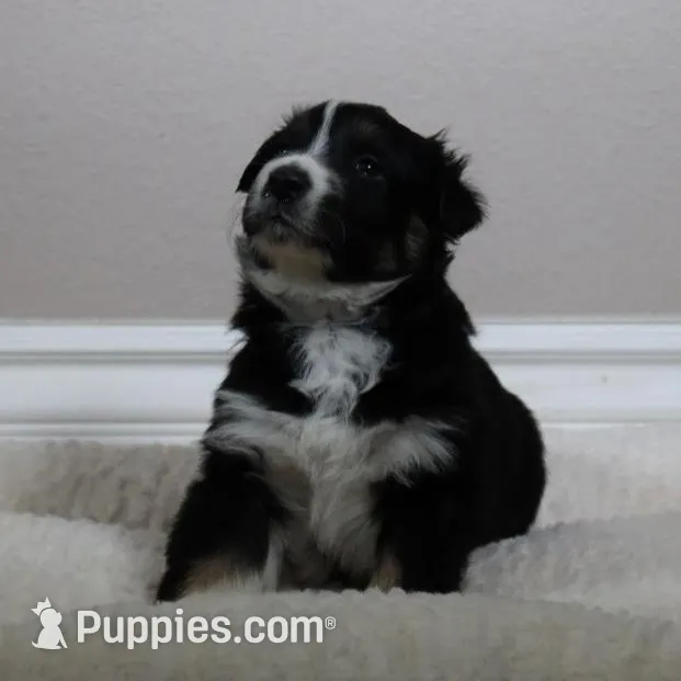 Patch, a male Australian Shepherd for sale in Chino, CA – Photo 2 of 4