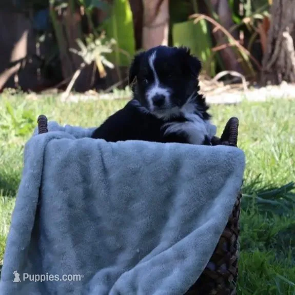 Patch, a male Australian Shepherd for sale in Chino, CA – Photo 4 of 4