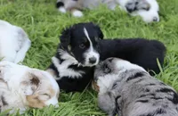 Patch, a male Australian Shepherd for sale in Chino, CA – Photo 3 of 4