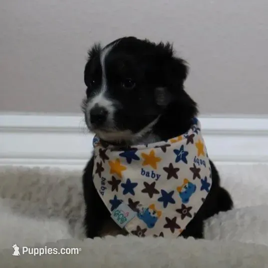 Patch – Australian Shepherd puppy for sale in Chino, CA