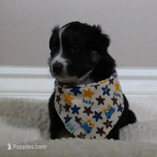Patch – Australian Shepherd puppy for sale in Chino, CA