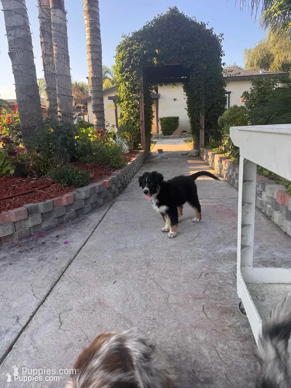 Patch – Australian Shepherd puppy for sale in Chino, CA