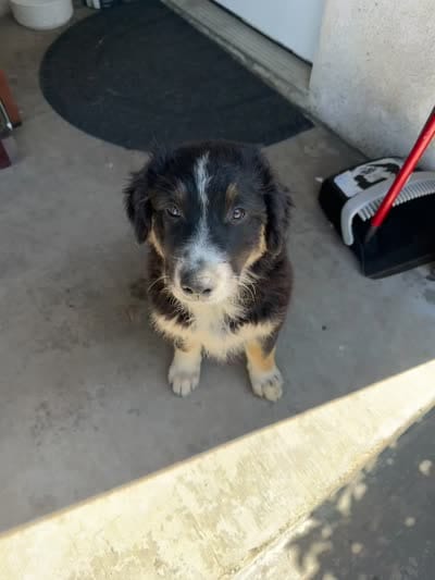 Patch, a male Australian Shepherd for sale in Chino, CA – 7 of 7