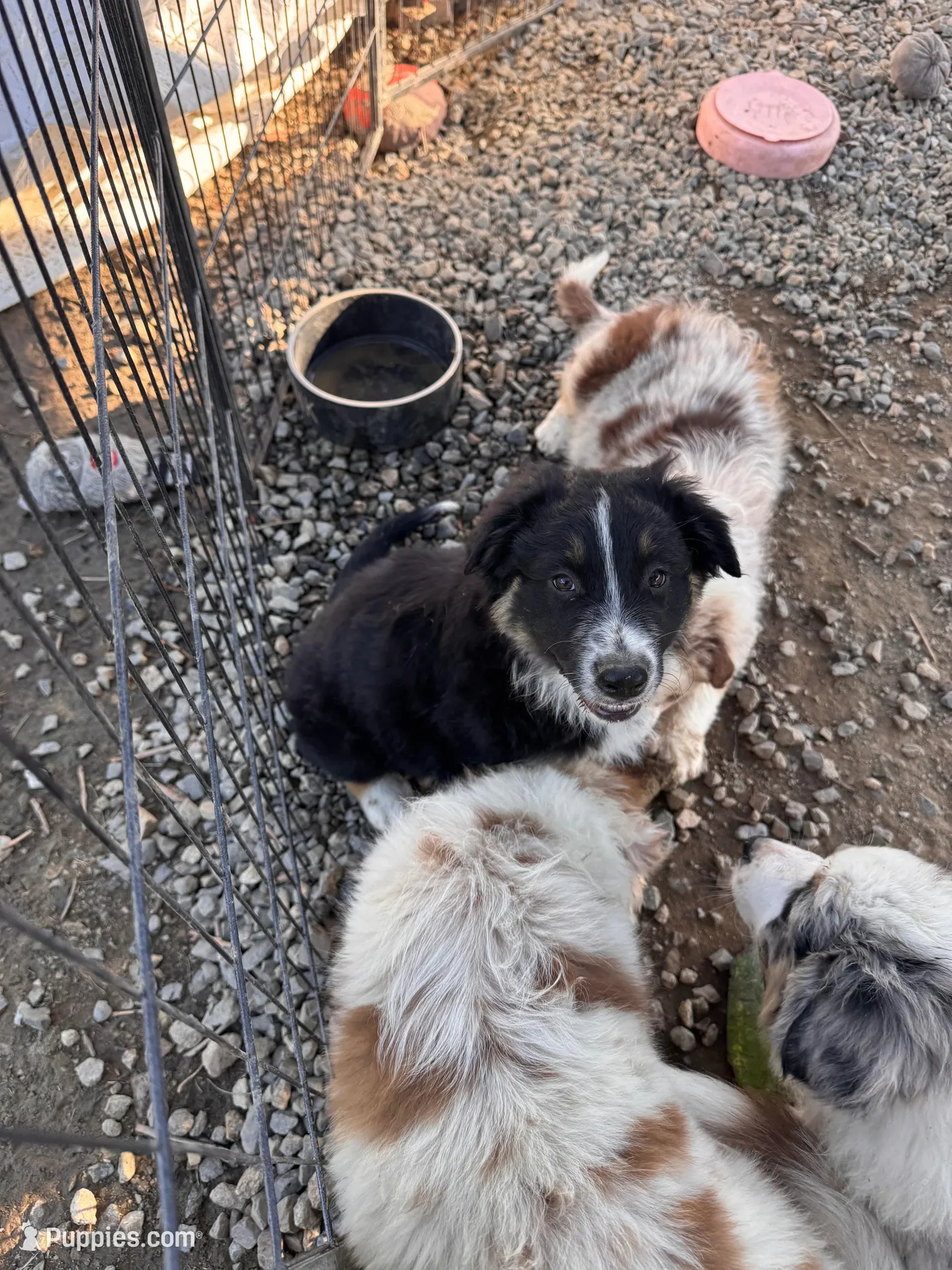 Patch, a male Australian Shepherd for sale in Chino, CA – Photo 3 of 8