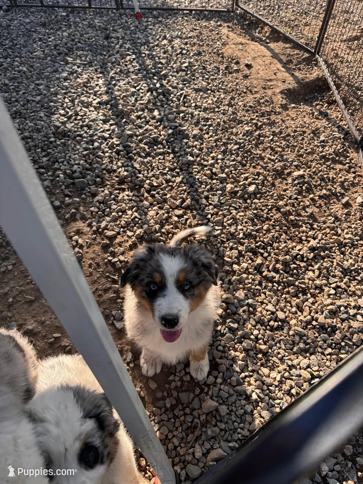 Lucky , a male Australian Shepherd for sale in Chino, CA – Photo 3 of 10