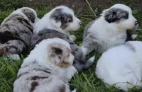 Freckles , a male Australian Shepherd for sale in Chino, CA – Photo 5 of 5