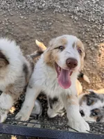 Freckles , a male Australian Shepherd for sale in Chino, CA – Photo 3 of 7