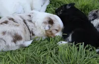 Freckles , a male Australian Shepherd for sale in Chino, CA – Photo 4 of 5