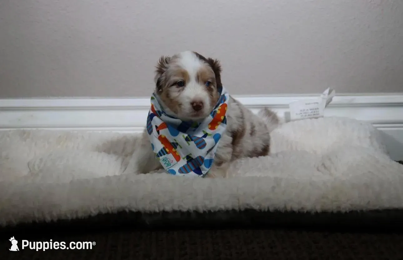 Freckles , a male Australian Shepherd for sale in Chino, CA – Photo 6 of 7