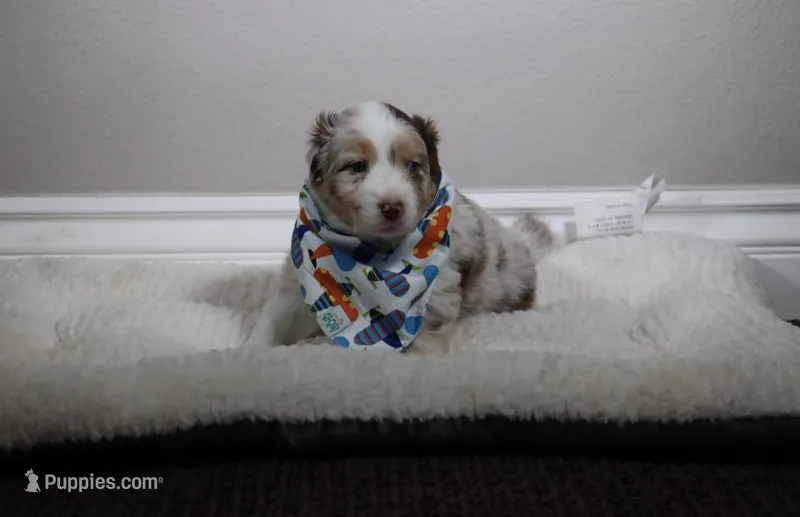 Freckles  – Australian Shepherd puppy for sale in Chino, CA
