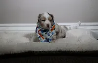 Freckles , a male Australian Shepherd for sale in Chino, CA – Photo 1 of 5