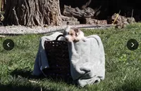 Freckles , a male Australian Shepherd for sale in Chino, CA – Photo 3 of 5