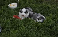 Lucky , a male Australian Shepherd for sale in Chino, CA – Photo 3 of 6