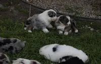 Lucky , a male Australian Shepherd for sale in Chino, CA – Photo 4 of 6