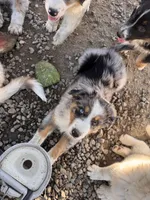 Lucky , a male Australian Shepherd for sale in Chino, CA – Photo 1 of 10