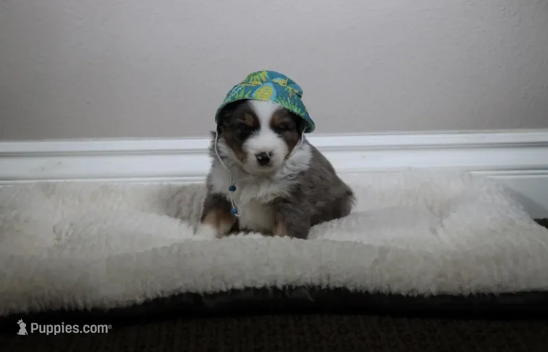 Lucky  – Australian Shepherd puppy for sale in Chino, CA