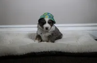 Lucky , a male Australian Shepherd for sale in Chino, CA – Photo 1 of 6