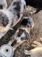 Lucky , a male Australian Shepherd for sale in Chino, CA – Photo 4 of 10