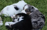 Lucky , a male Australian Shepherd for sale in Chino, CA – Photo 5 of 6