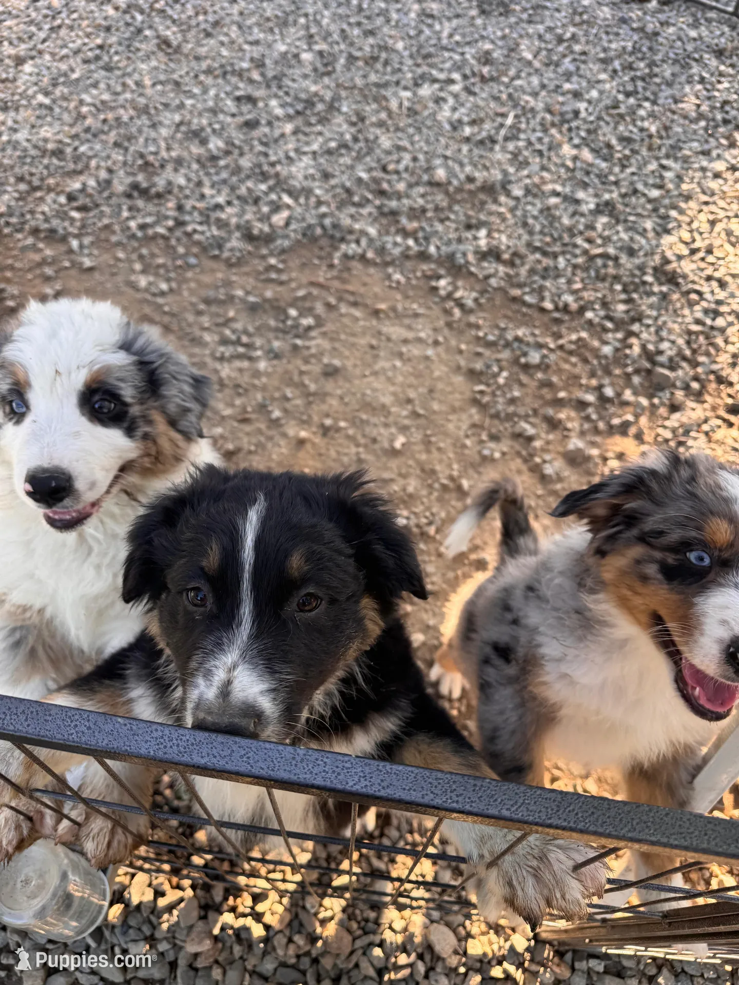 Patch, a male Australian Shepherd for sale in Chino, CA – Photo 2 of 8