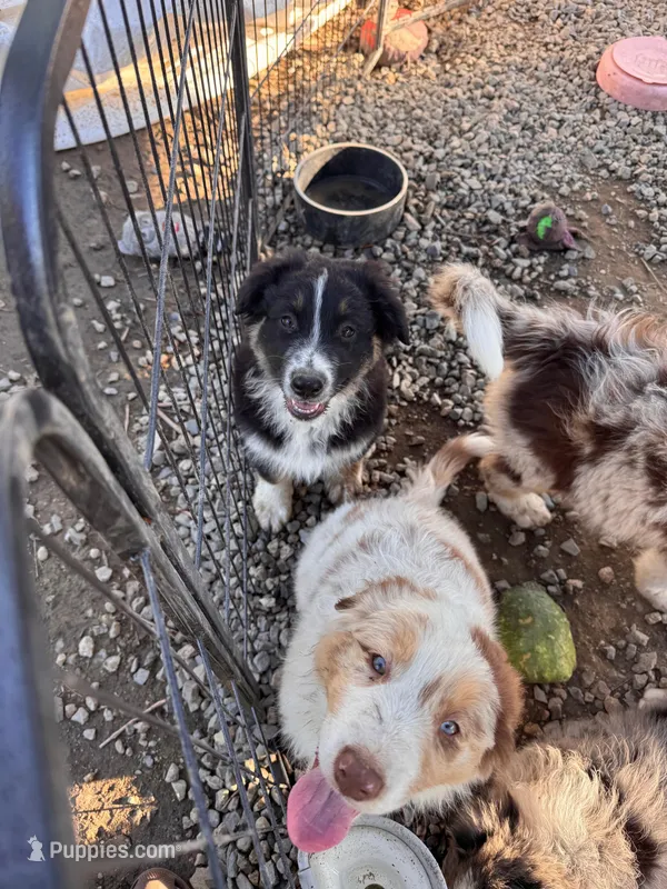 Patch – Australian Shepherd puppy for sale in Chino, CA