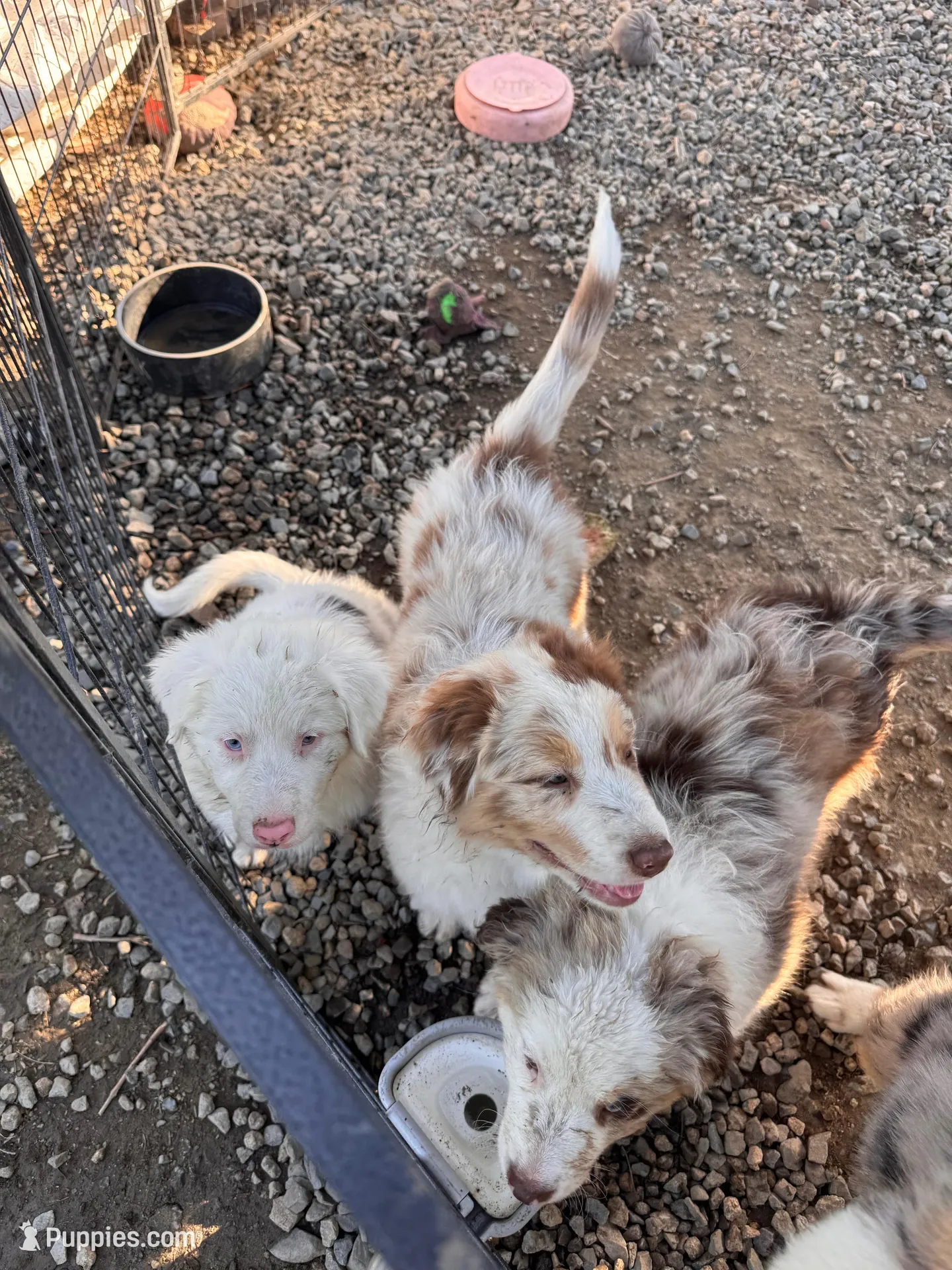 Freckles , a male Australian Shepherd for sale in Chino, CA – Photo 5 of 7