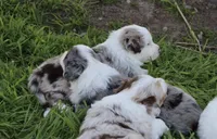 Rolly , a male Australian Shepherd for sale in Chino, CA – Photo 5 of 6