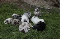 Rolly , a male Australian Shepherd for sale in Chino, CA – Photo 4 of 6