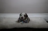 Rolly , a male Australian Shepherd for sale in Chino, CA – Photo 2 of 6