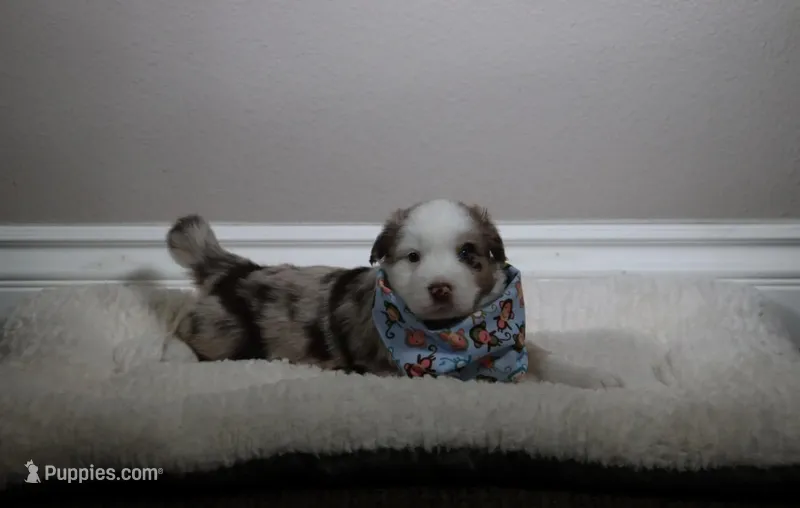 Rolly  – Australian Shepherd puppy for sale in Chino, CA