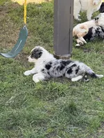 Penny, a female Australian Shepherd for sale in Chino, CA – Photo 3 of 8
