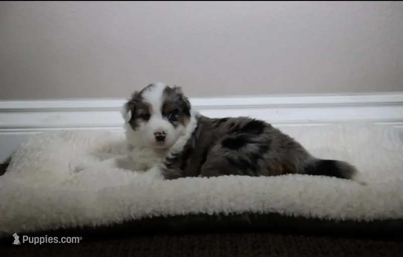 Penny – Australian Shepherd puppy for sale in Chino, CA