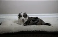 Penny, a female Australian Shepherd for sale in Chino, CA – Photo 1 of 5