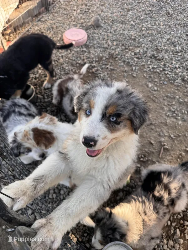 Penny – Australian Shepherd puppy for sale in Chino, CA
