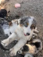 Penny, a female Australian Shepherd for sale in Chino, CA – Photo 2 of 8