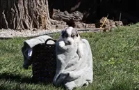 Penny, a female Australian Shepherd for sale in Chino, CA – Photo 3 of 5