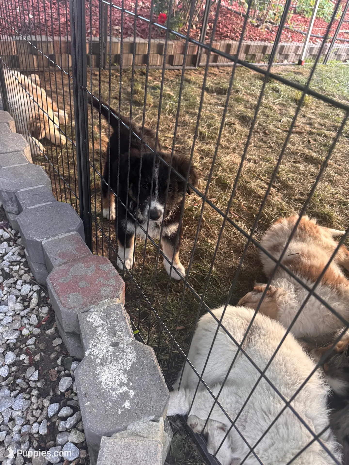 Patch, a male Australian Shepherd for sale in Chino, CA – Photo 4 of 8