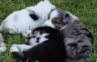 Nova, a female Australian Shepherd for sale in Chino, CA – Photo 5 of 5