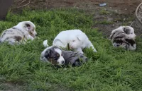 Nova, a female Australian Shepherd for sale in Chino, CA – Photo 4 of 5