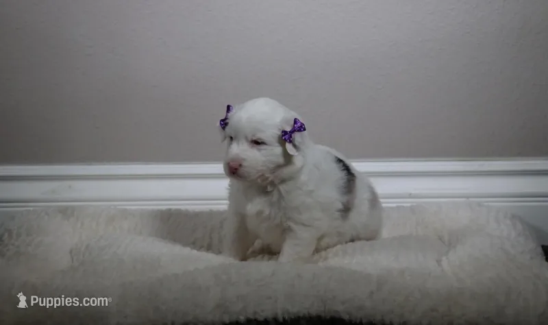 Nova – Australian Shepherd puppy for sale in Chino, CA