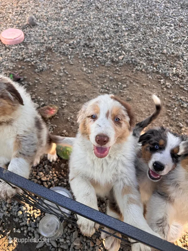 Freckles  – Australian Shepherd puppy for sale in Chino, CA