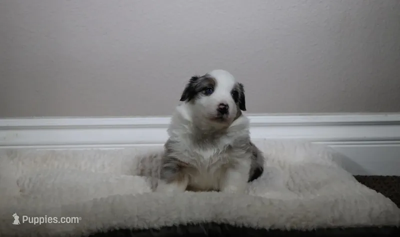 Lucitas  – Australian Shepherd puppy on hold in Chino, CA