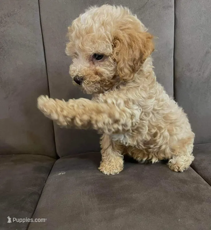 Popy – Poodle - Toy  puppy for sale in Long Beach, CA