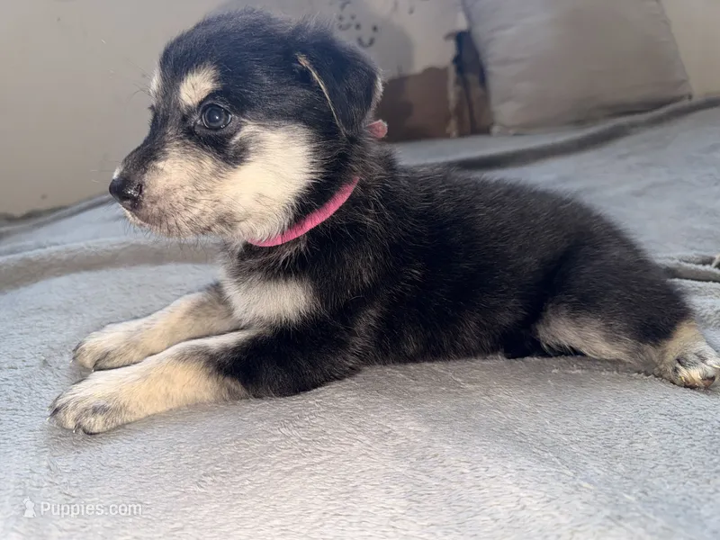 Pink boy – German Shepherd Dog, Golden Retriever puppy for sale in Palm Bay, FL