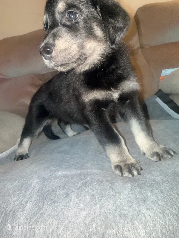Green  – German Shepherd Dog, Golden Retriever puppy for sale in Palm Bay, FL