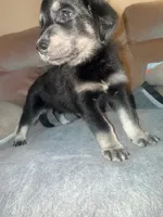 Green , a female German Shepherd Dog and Golden Retriever for sale in Palm Bay, FL – 1 of 2