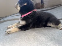Pink boy, a male German Shepherd Dog and Golden Retriever for sale in Palm Bay, FL – 5 of 5